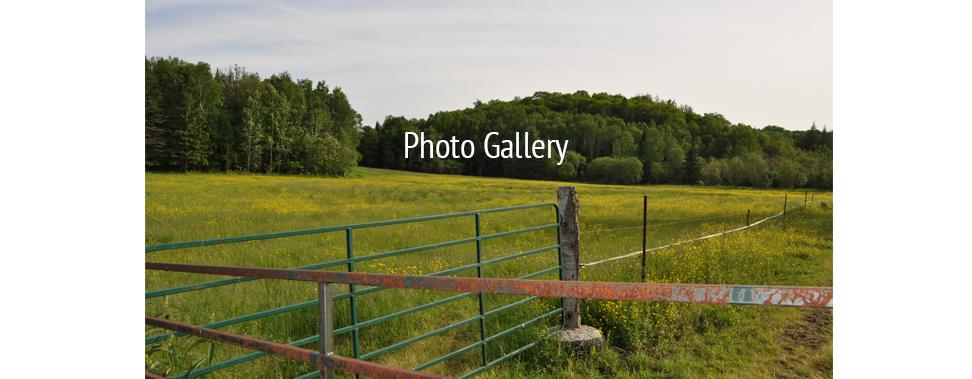 icelandic horses photo gallery