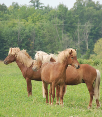 Icelandic horses